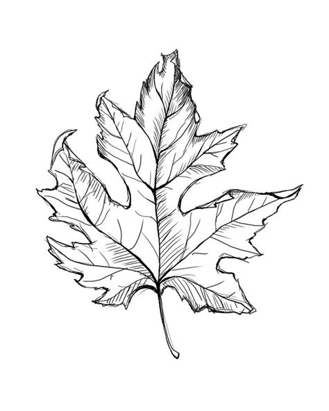 Leaf drawing